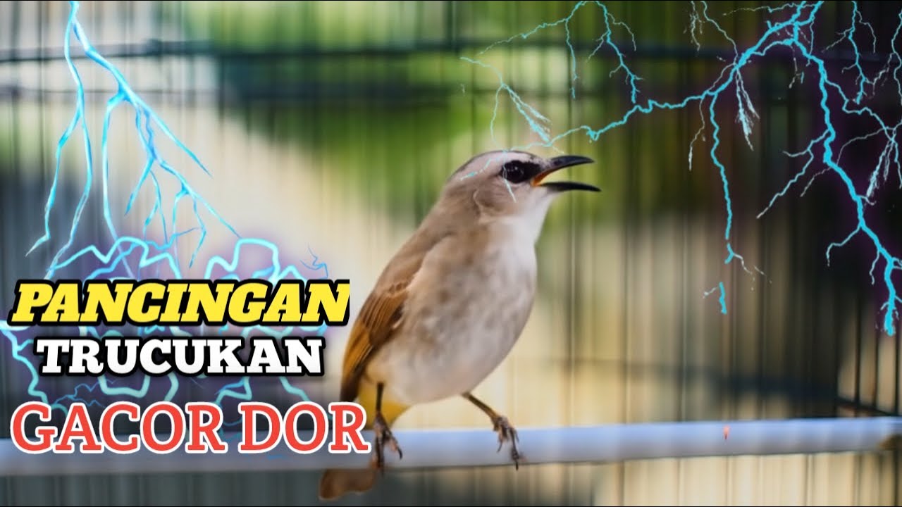 PMASTERAN TRUCUKAN GACOR ROPEL PANJANG DI PAGI HARI cocok untuk terapi burung bahan
