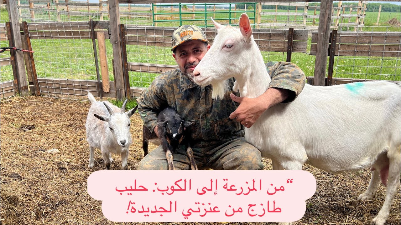 أول يوم مع عنزتي الجديدة… وشربت حليبها!