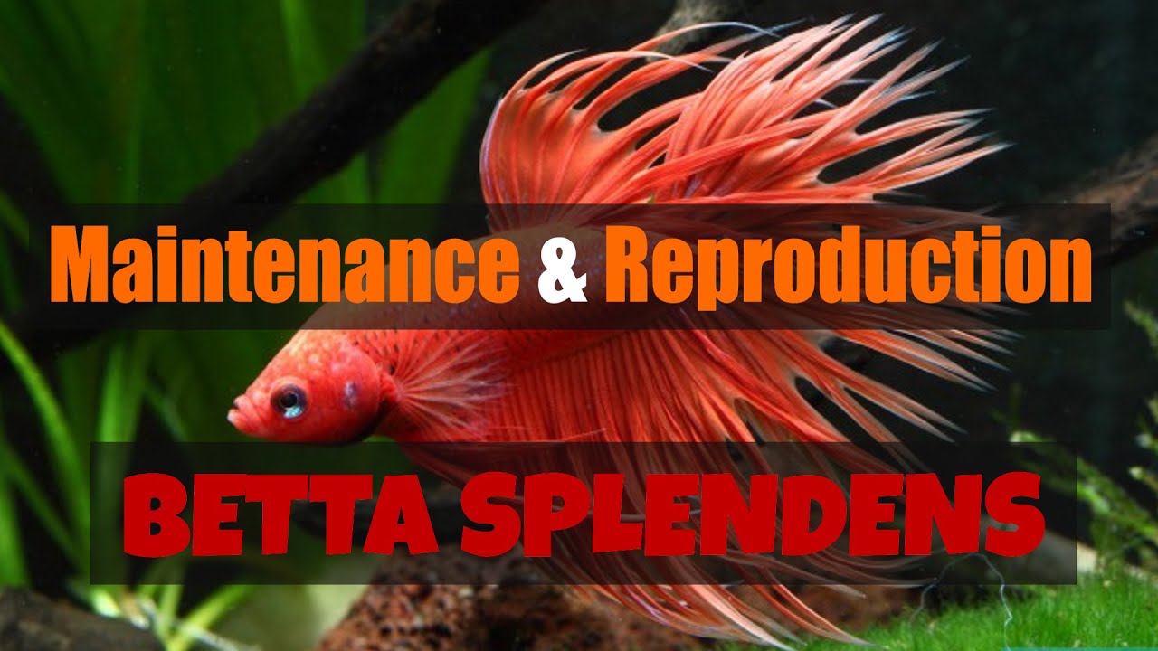 MAINTENANCE & REPRODUCTION du BETTA SPLENDENS