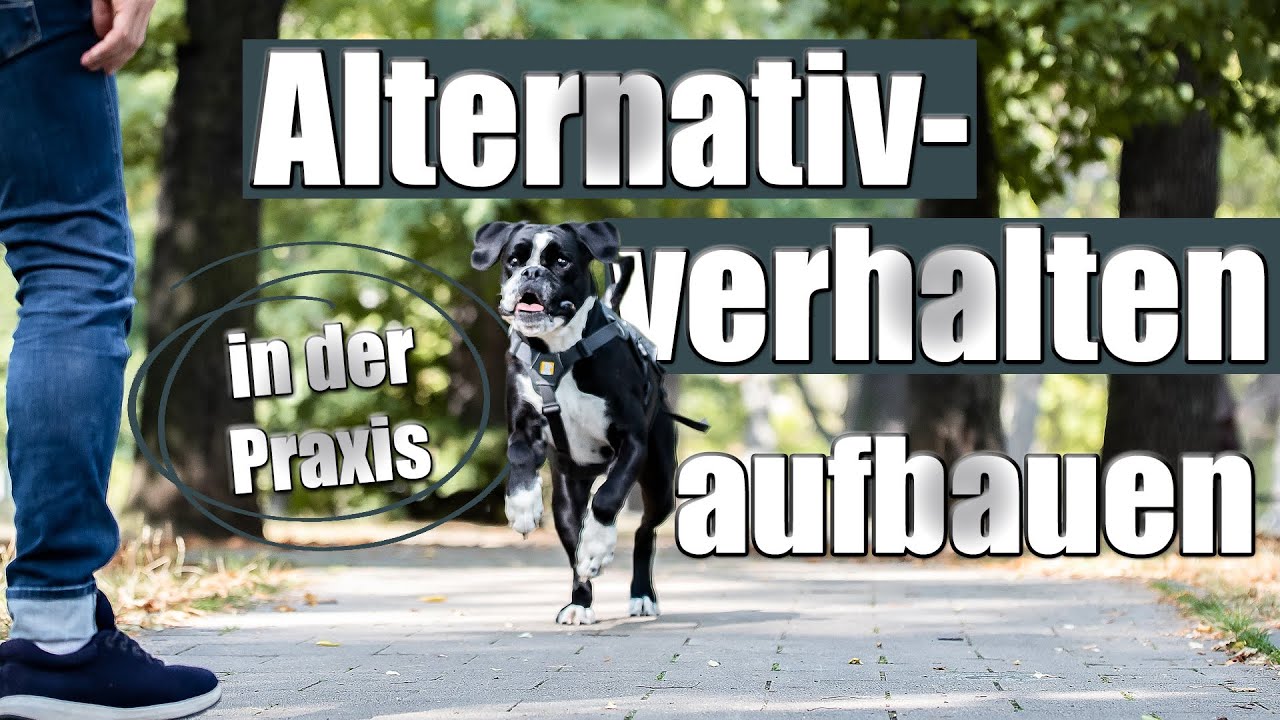 Alternativverhalten positiv aufbauen - achte UNBEDINGT darauf..