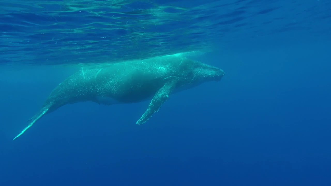 BALEINE SUR L'ILE DE LA RÉUNION 7 AOUT 2018 (PM)