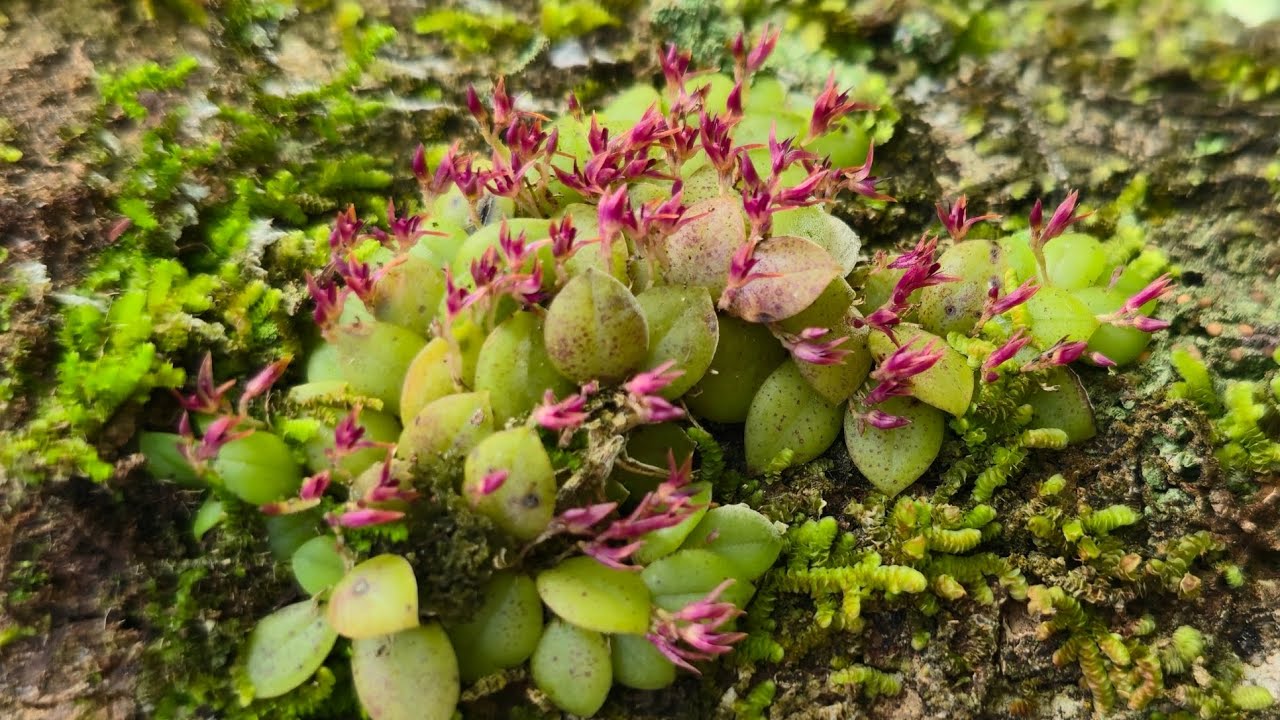 Uma aventura na floresta com muitas orquídeas #orquídeas #natureza 