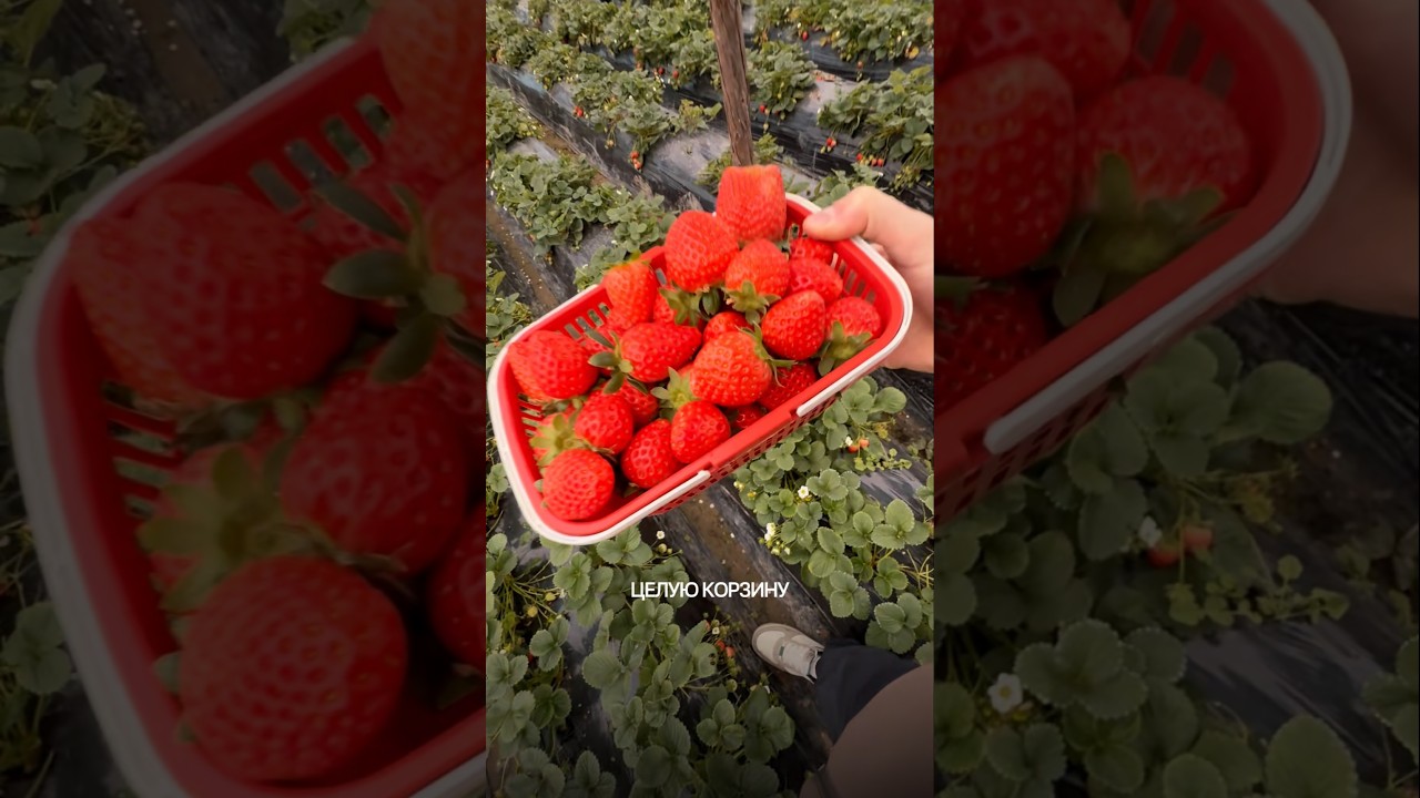 Вы обязаны попробовать эту клубнику 😍