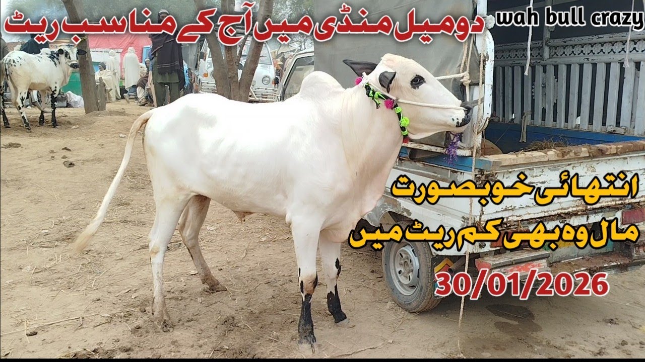 Today Domail Mandi Latest 30/1/2026 Fatehjangi Rate's Update @Wahbullcrazy Taxila Mandi Qurbani 2026