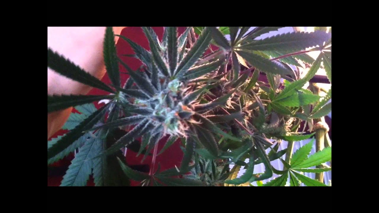 TGA Qush and Qrazy Train Harvest ( AWESOME STRAINS)