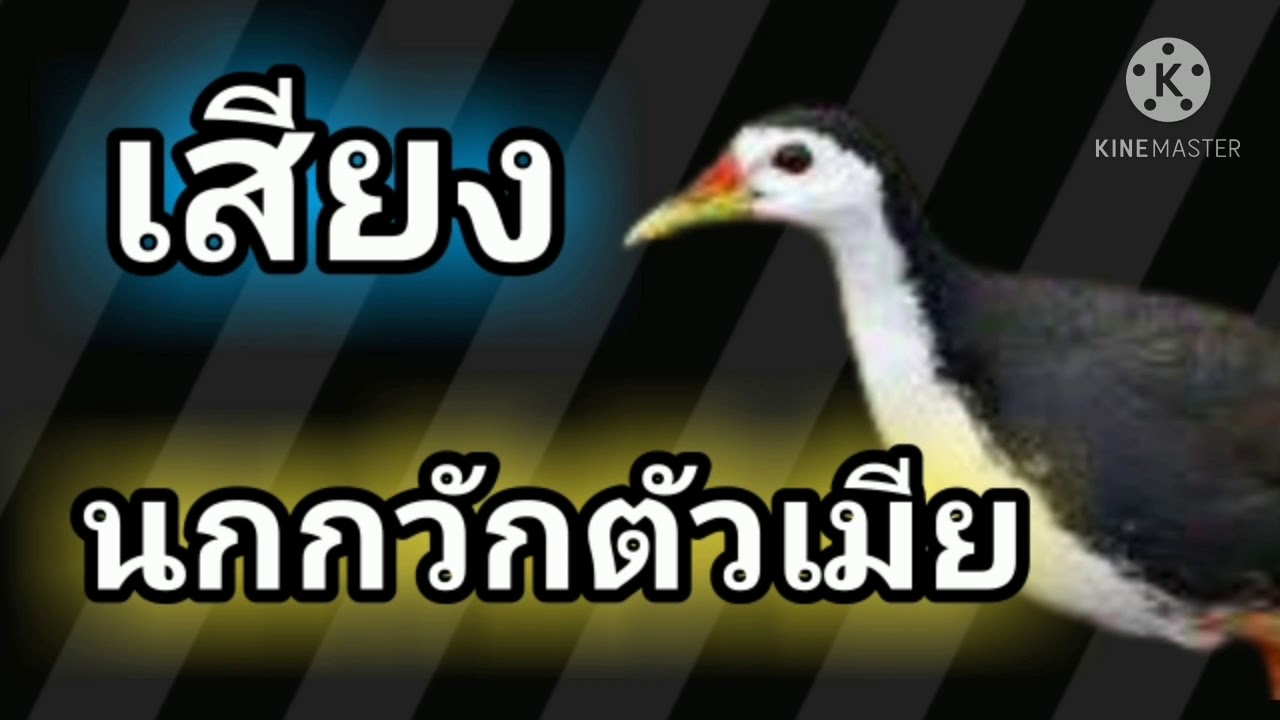 เสียงนกกวักตัวเมีย ชัด100% 2ชั่วโมง