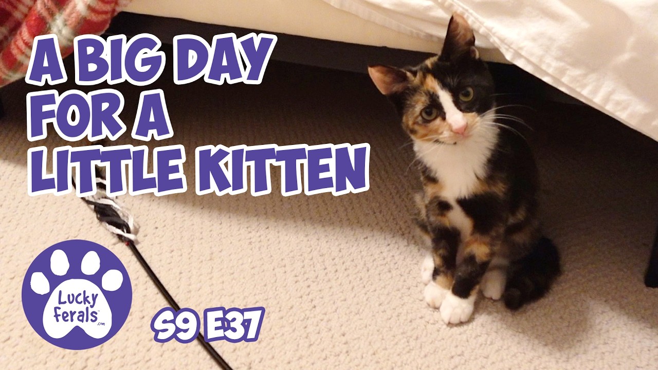 A Big Day For Carmella, Introducing The Kitten - Rescue Kitten Day 39 - Lucky Ferals Cat Vlog S9 E37