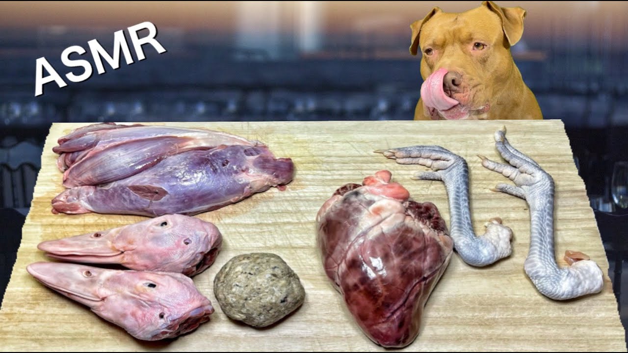 ASMR MUKBANG PITBULL EATING RAW FOOD  DEER HEART DUCK HEAD CHICKEN FEET
