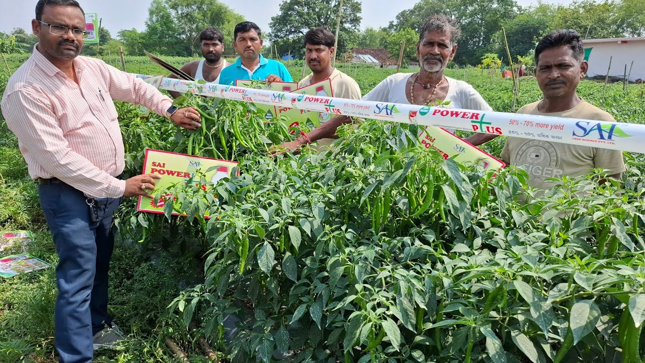 This crop is treated with totally sai crop science product. 