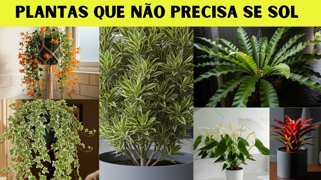 8 Plantas que Adoram Sombra