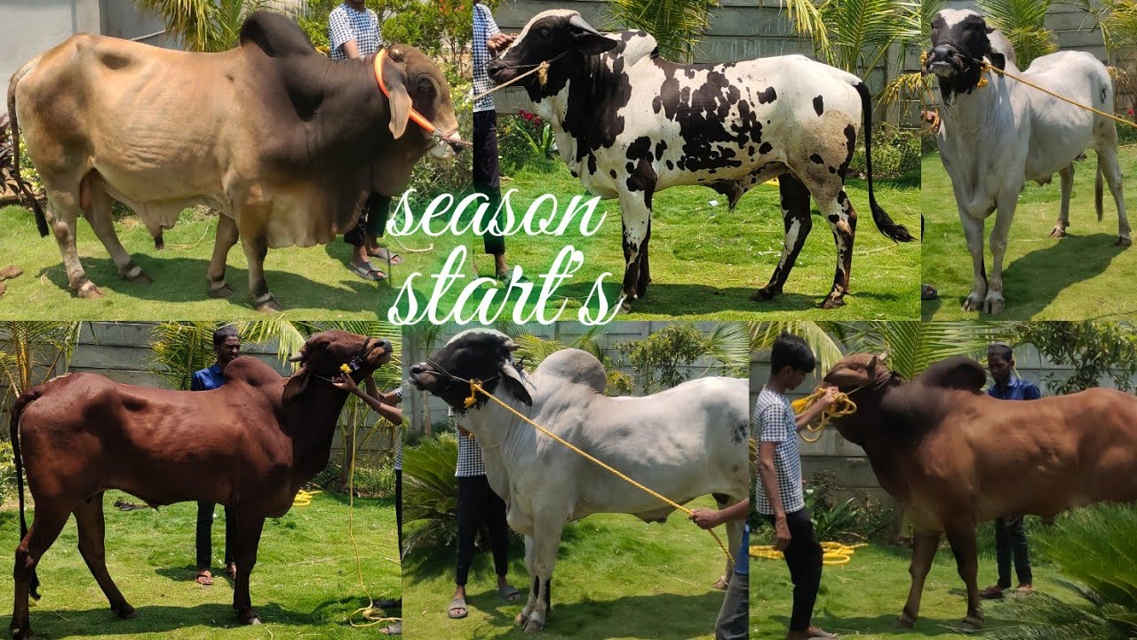 bulls season start's | top quality champion bull deoni | lal khandhari | sahiwal | Ongole | big bull