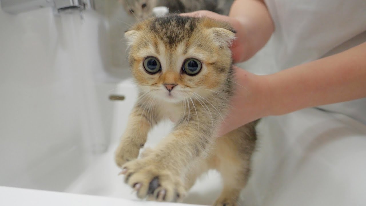 This is what happened when I bathed five kittens for the first time...