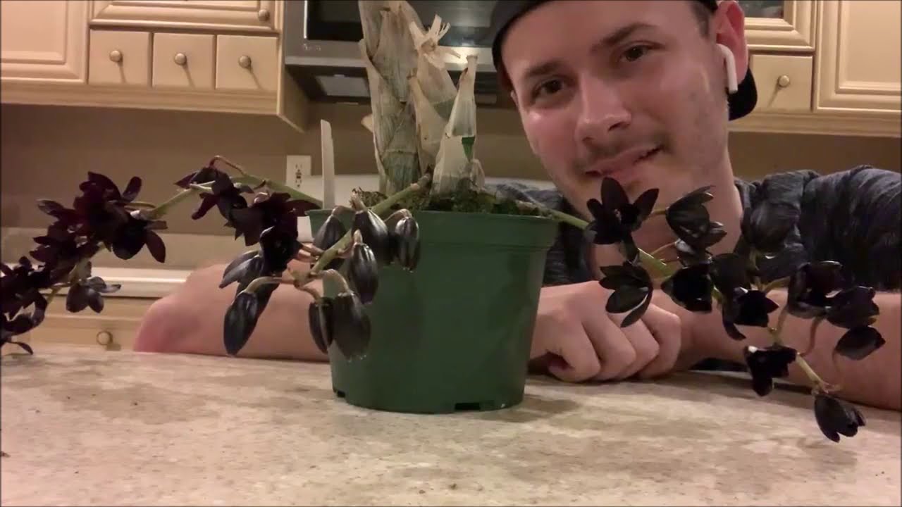 FDK After Dark 'Black Pearl' Orchid Unboxing Black Orchid