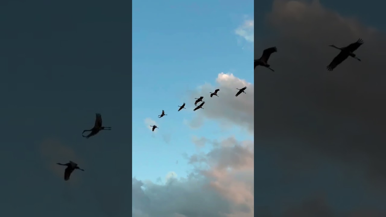 Incoming Sand Hill Crane bombing run. #shorts #sandhillcranes #nature #wildlife #florida