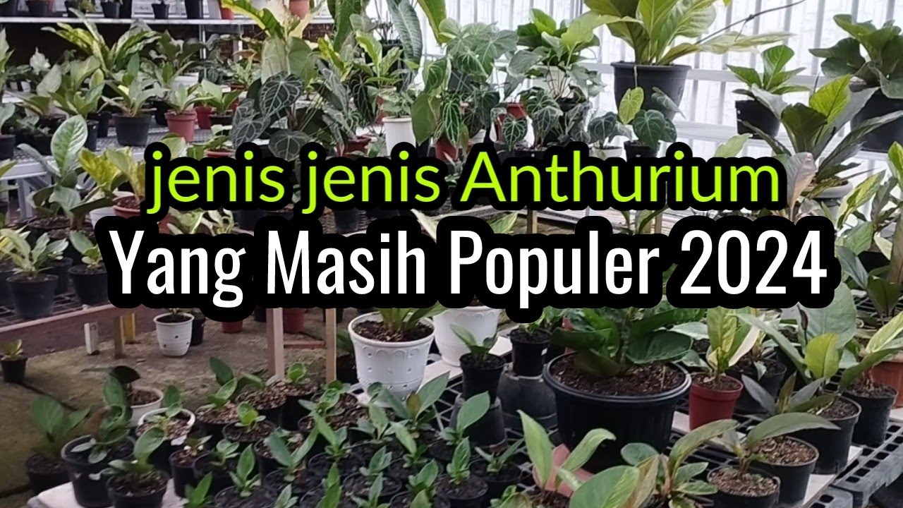 HARGA ANTHURIUM TERBARU,,JEMANI, KUPING GAJAH,HOKERI & JENIS ANTHURIUM LAINNYA