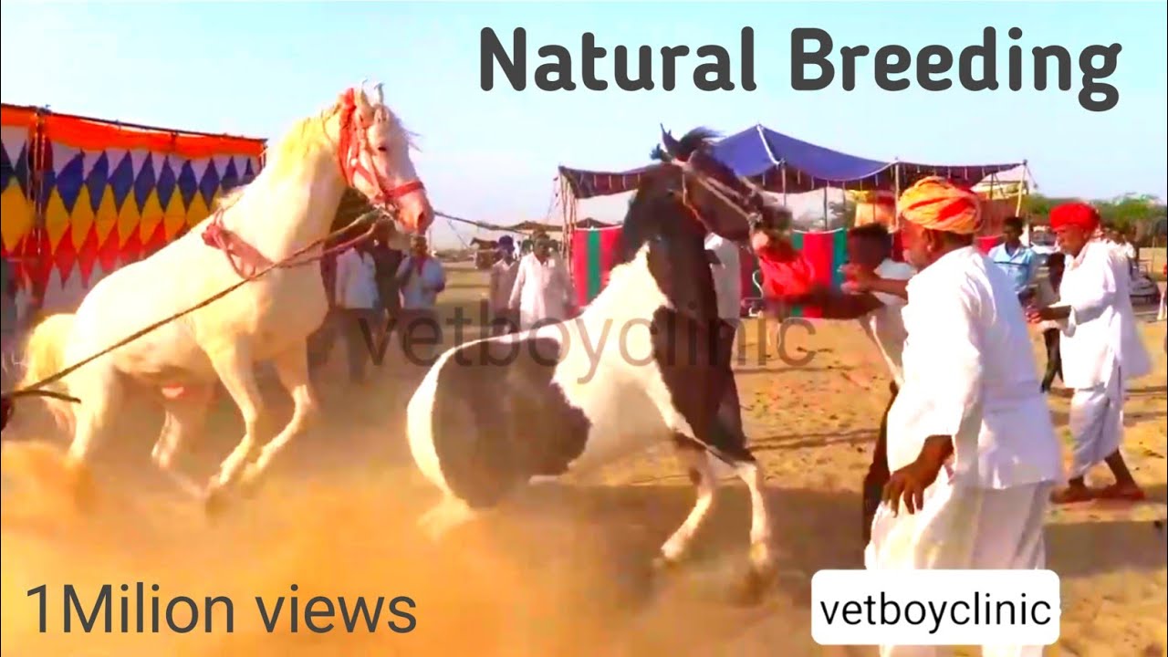 Horse Meeting & Breeding|New horse mating video village arias, Male&female hirse
