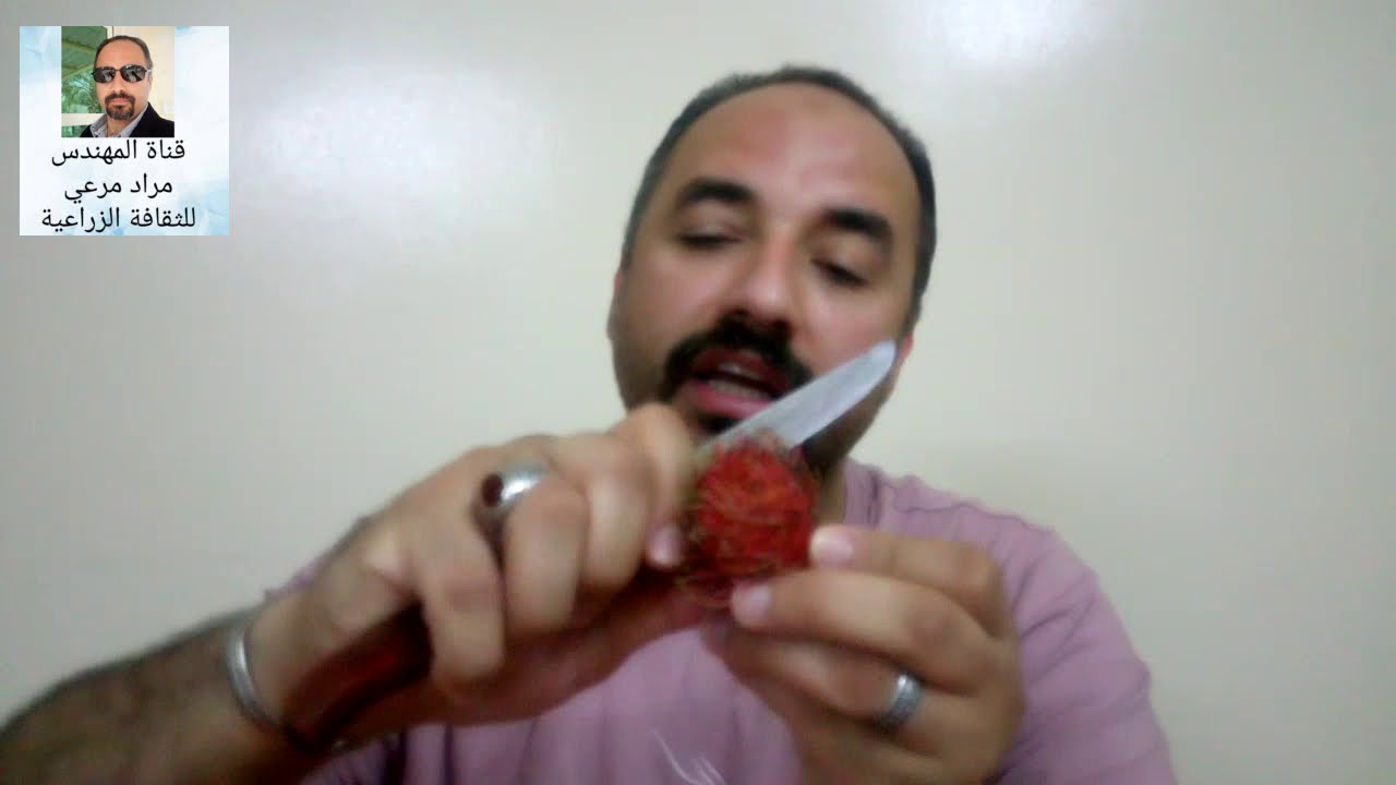 رامبوتان فاكهة غريبة طرق تكاثر وتسميد ورى Rambutan حلقة 239