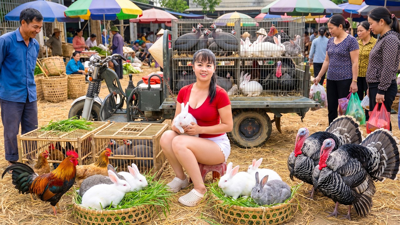Harvesting Pheasants, Chickens and Rabbits | Use 3-Wheeled Truck Transport Go To Market Sell
