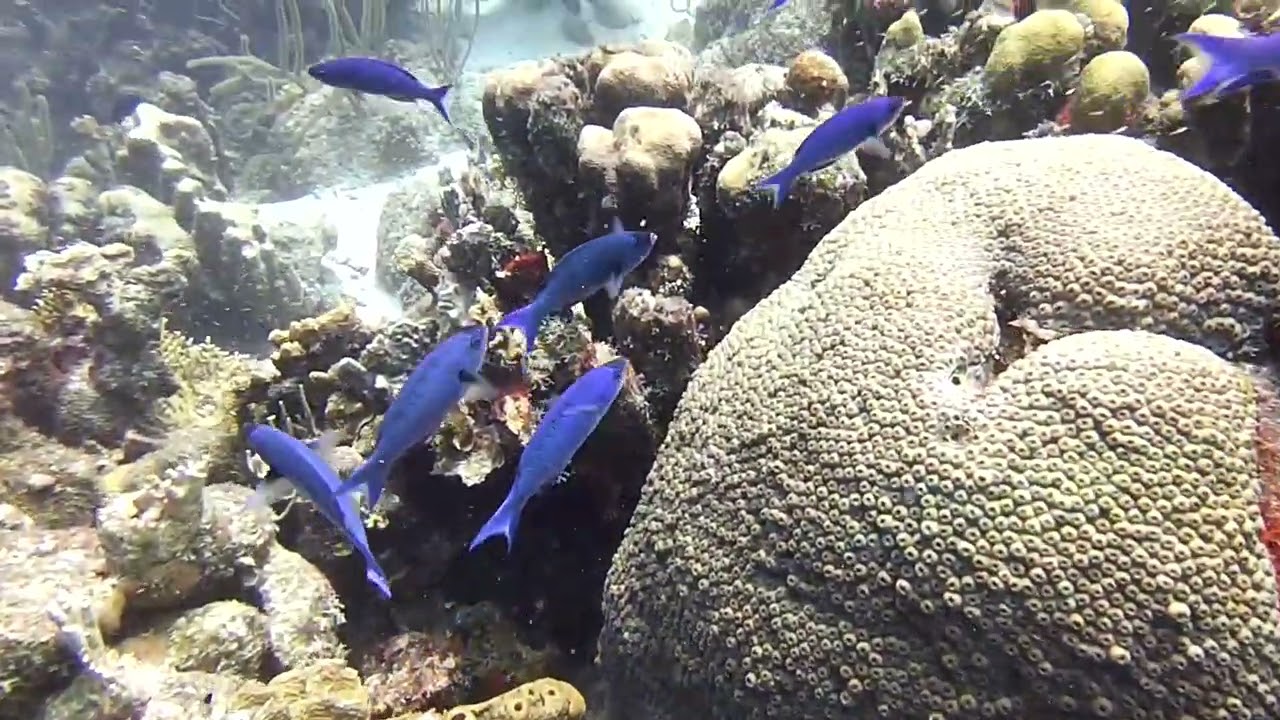 Scuba Diving Bonaire – Webber’s Joy