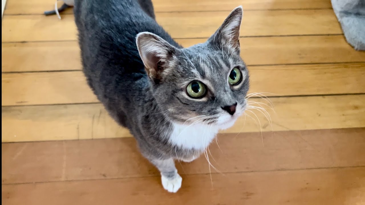 Very Lifelike Cat
