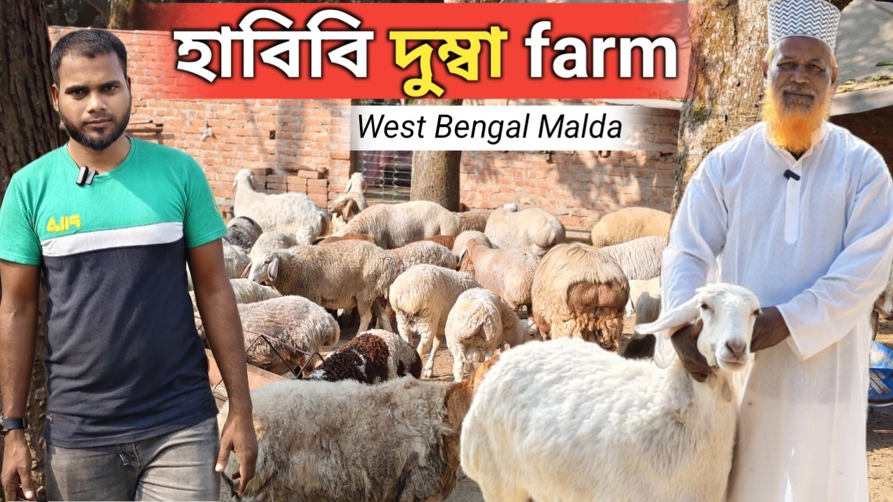 দুম্বা পালন পদ্ধতি ও বিশাল খামার পরিদর্শন | Habibi Dumbba Farm Malda in West Bengal