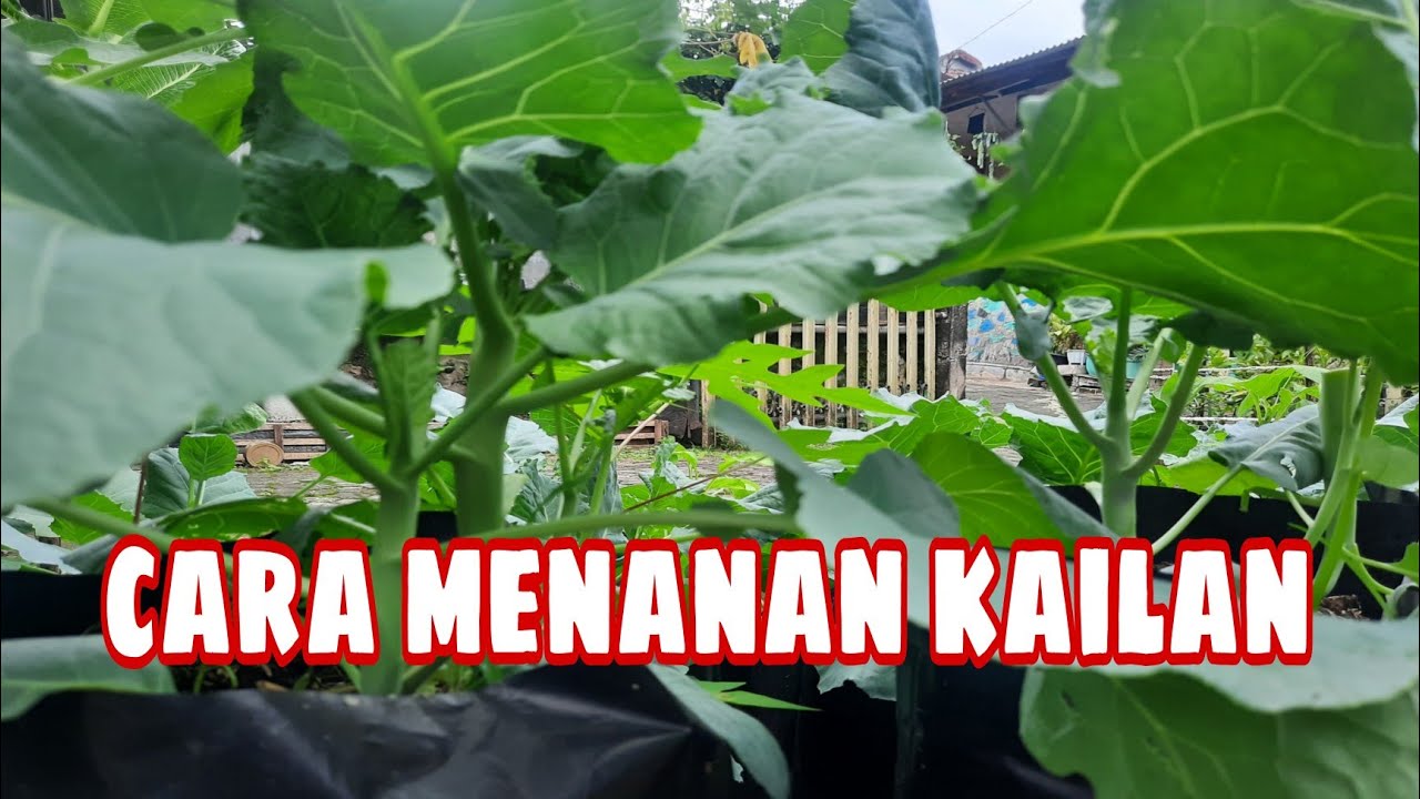 Cara menanam sayur kailan di polybag || how to grow kailan vegetables in polybags