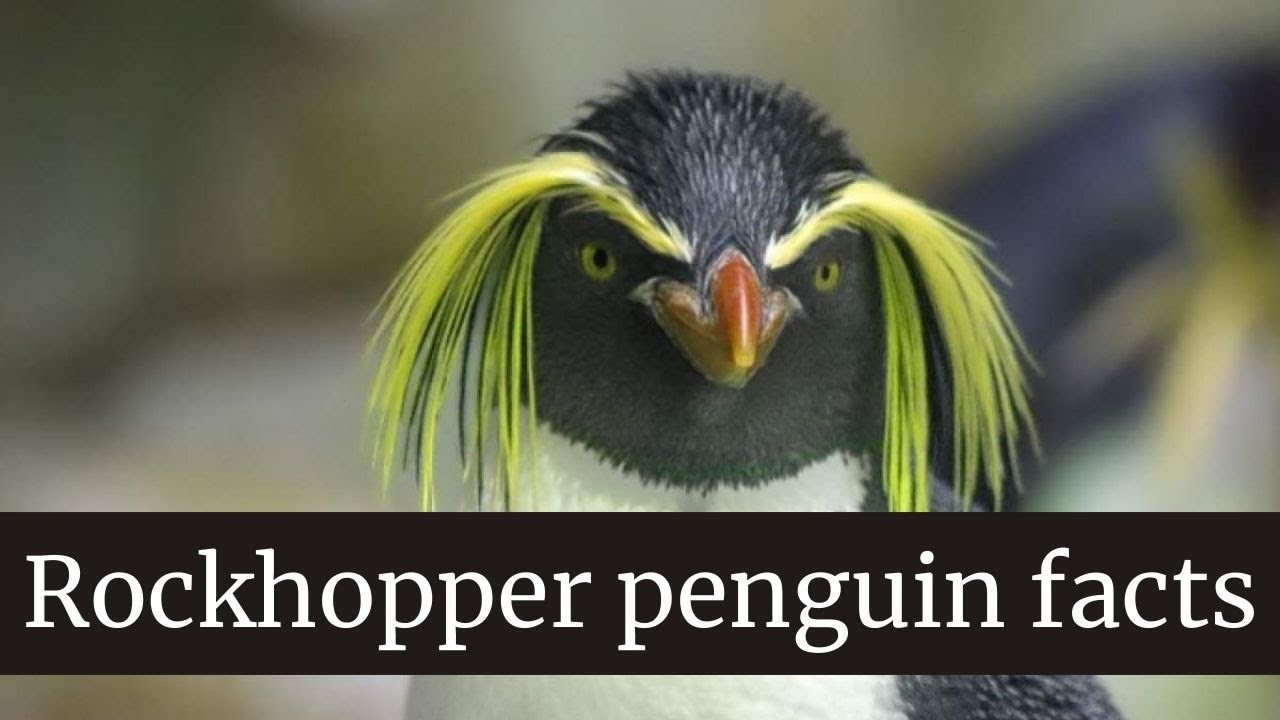 Rockhopper Penguin facts || Rockhopper Penguin baby || Rockhopper Penguin eggs