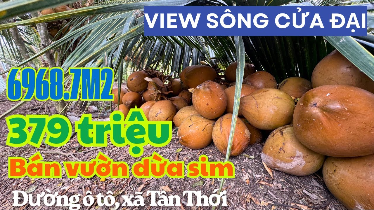 MS1958: 379 triệu, 6968.7M2 VƯỜN DỪA SIM XÃ TÂN THỚI 