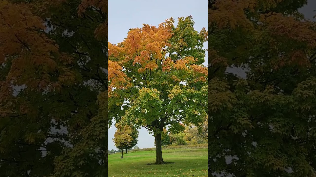 Relaxing healing fall colors tree with autumn wind
