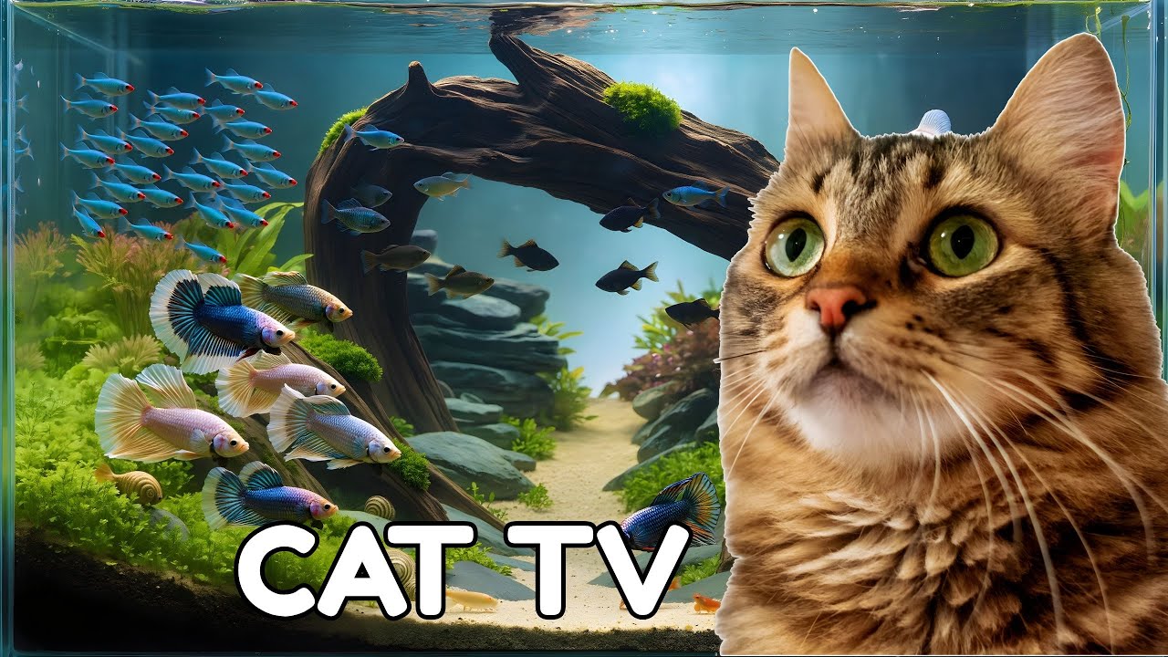 Cat TV | Aquarium Fish Flowing Underwater – 2 Hours for Cats Ep.23