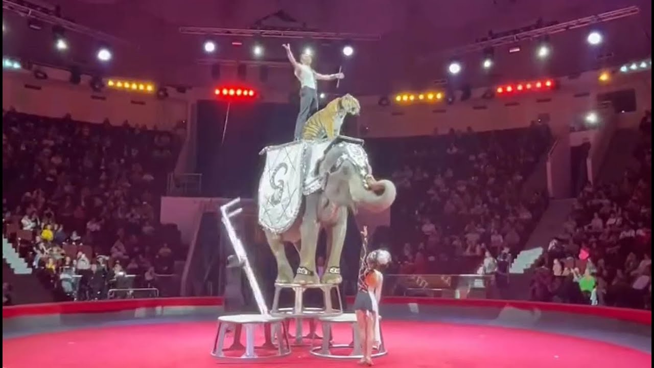 La tigre sull'elefante di Josef Baba Gartner al Festival 