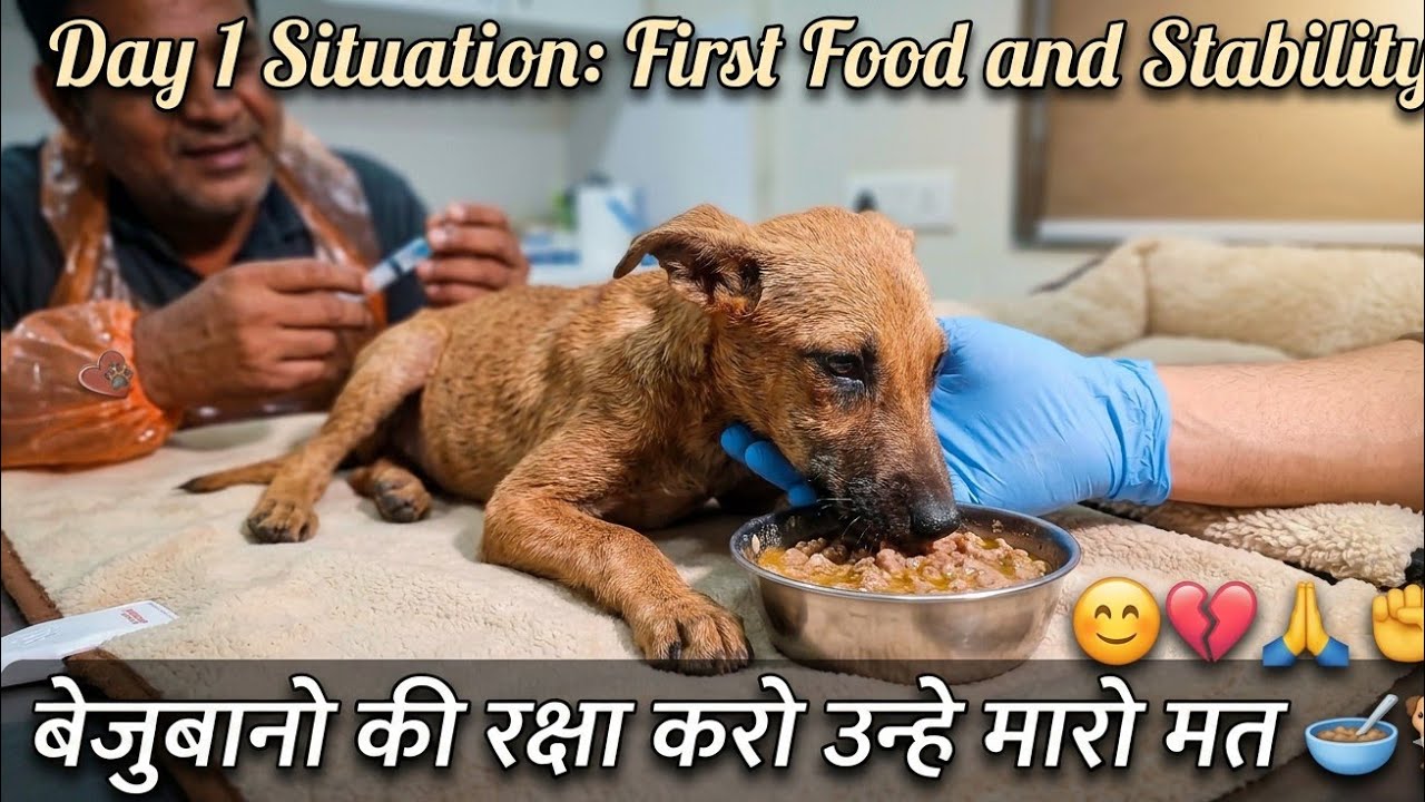RESCUE BABY DOG🐕 VERY CRITICAL SITUATION 😮 @chhapariya_vlogers #dog #fyp 