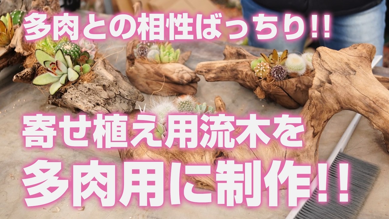 【多肉植物】多肉との相性ばっちり!!寄せ植え用流木を多肉用に制作!!【succulent】トロピカルガーデン