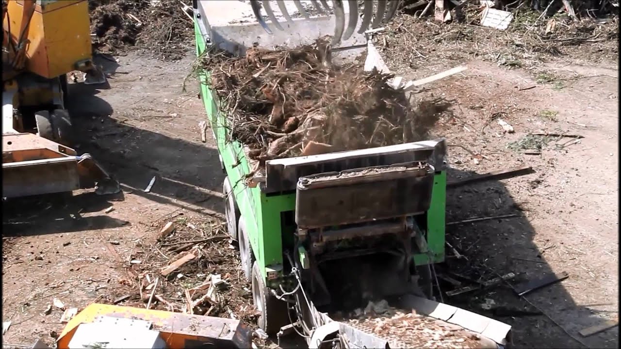 BUCHSCHARTNER Wurzelstock Aufbereitung