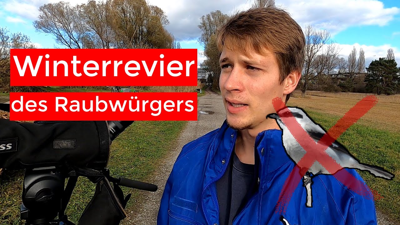 Raubw&uuml;rger suchen, Rehe finden - VLOG | Ornithologie f&uuml;r Anf&auml;nger