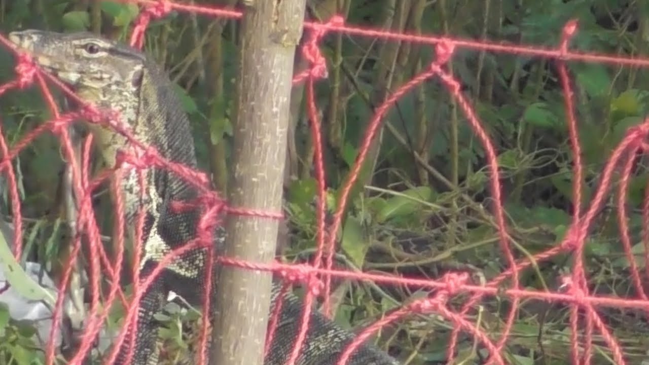 Jerat biawak empang