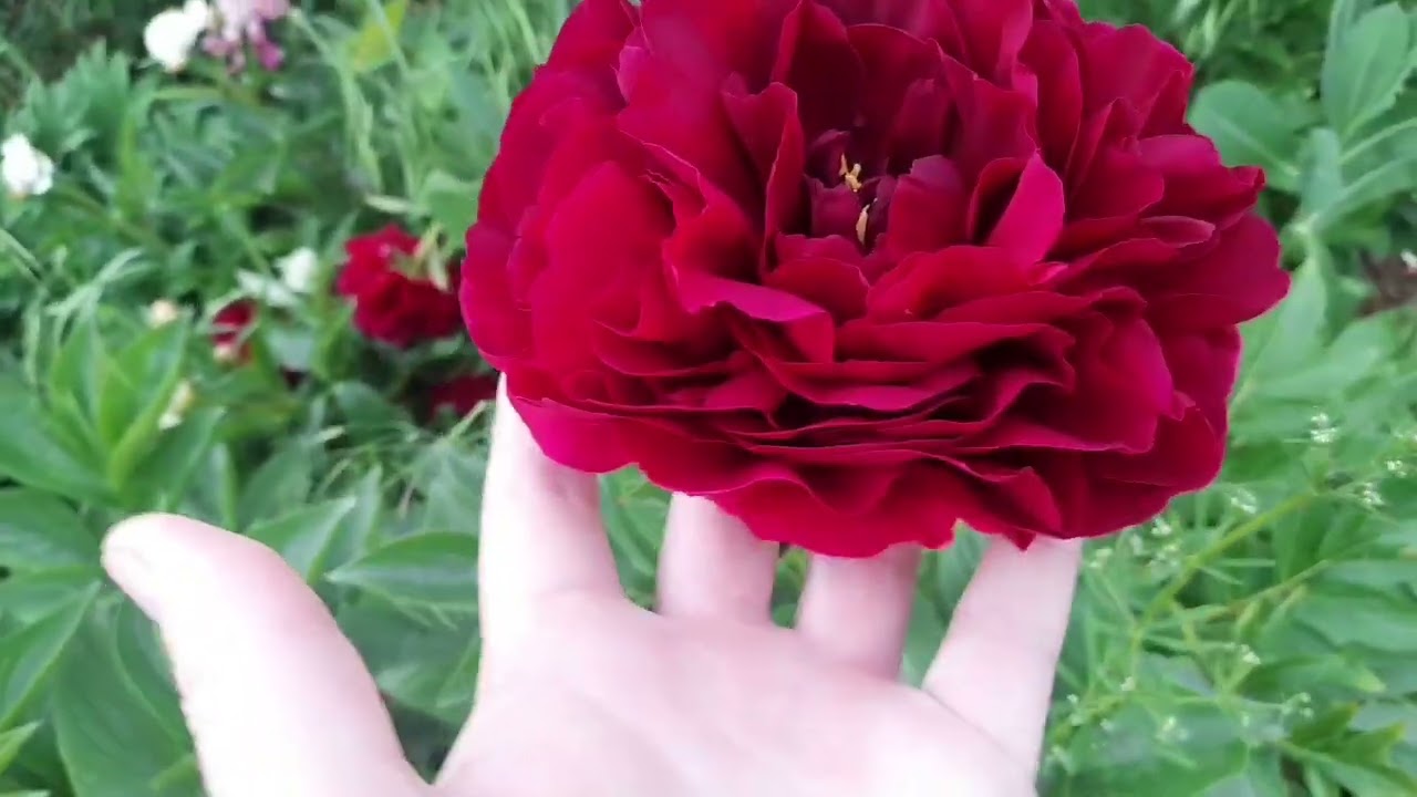 5. Цветение моих пионов 02.06.22.