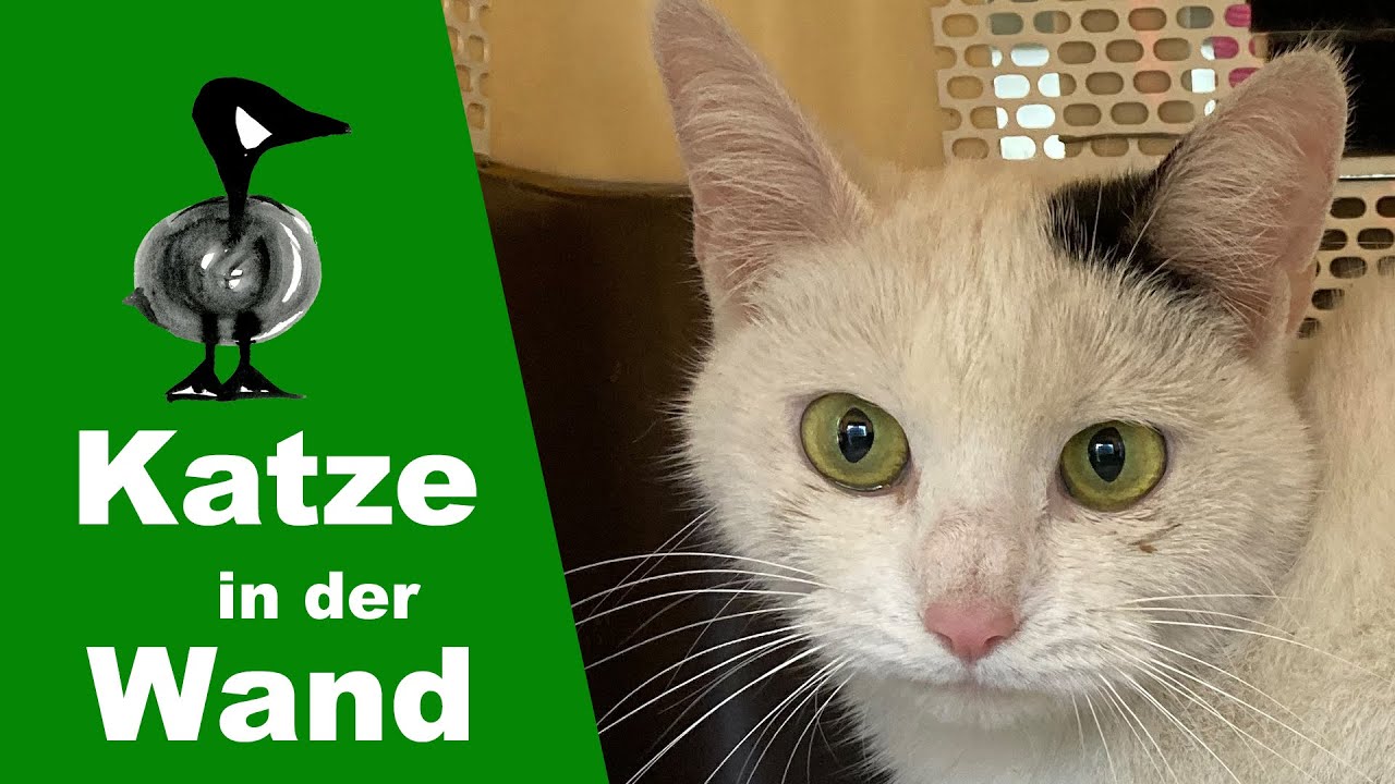 Katze in der Wand - Tiernotruf #284