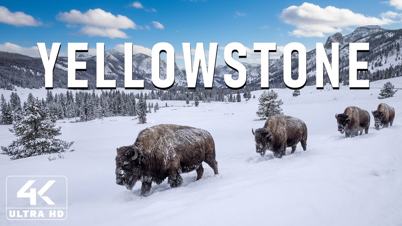 Зима в Йеллоустоне 4K ❄️ Волшебная зима: заснеженные пейзажи, геотермальные чудеса и дикая природа