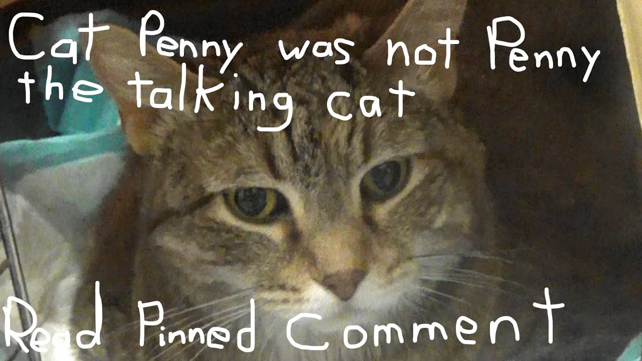 RIP Cat Penny 2012-2022 #CatPenny