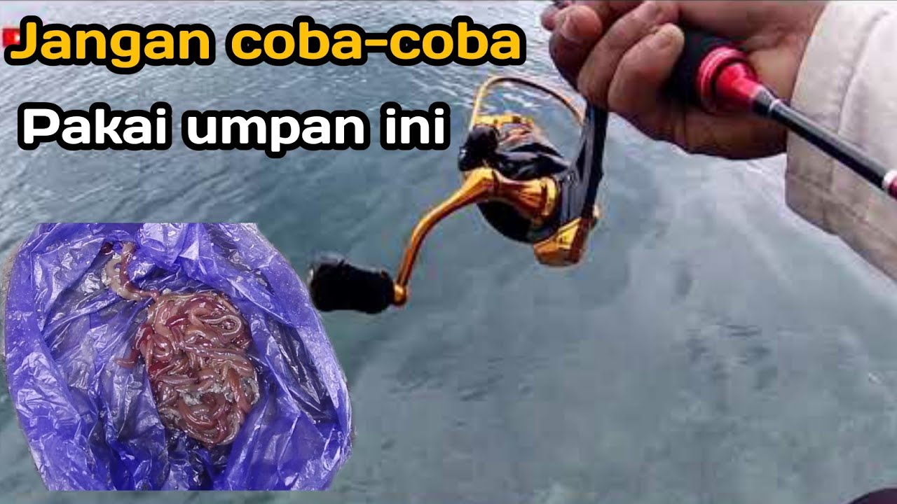 Mancing di laut umpan cacing laut.