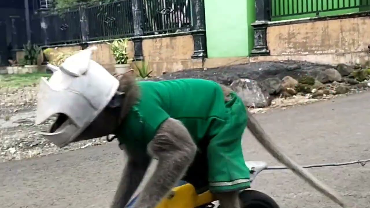 Topeng monyet 🐒 pakai salon speaker 