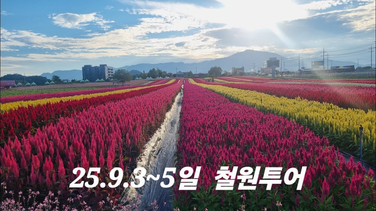 상록수  철원투어