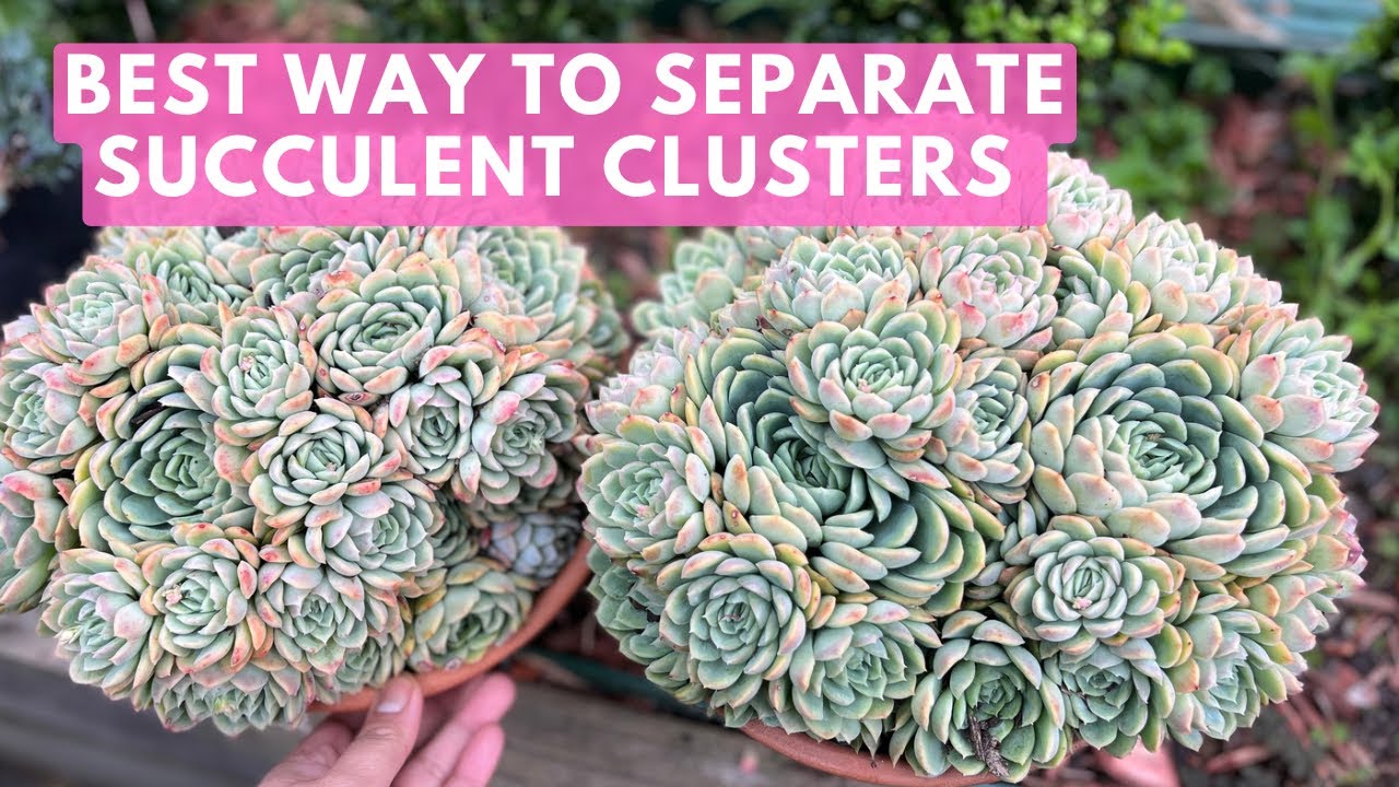 HOW TO Separate Succulent Clusters (The Best Way!!! 👍)