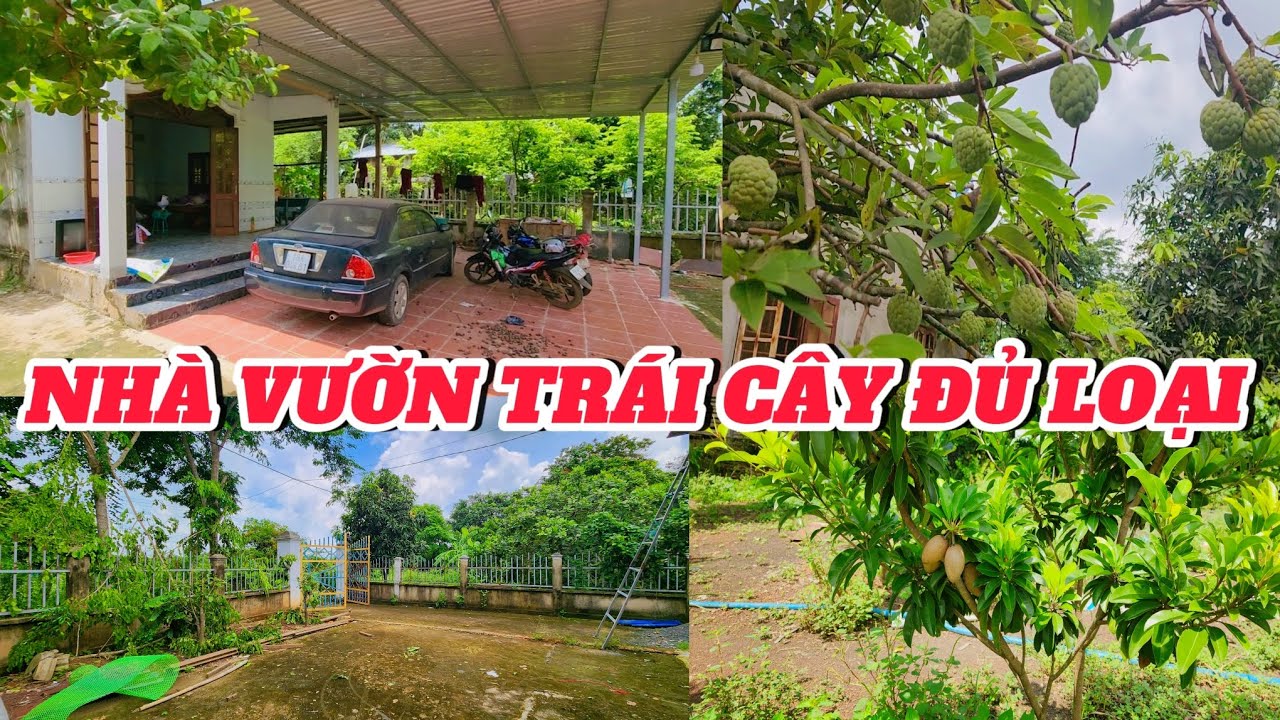 SH093🏠NHÀ VƯỜN TRÁI CÂY ĐỦ LOẠI. RỘNG RÃI THOÁNG MÁT 30×159 × 100TCƯ = DT:4,402m2 giá 1ty150