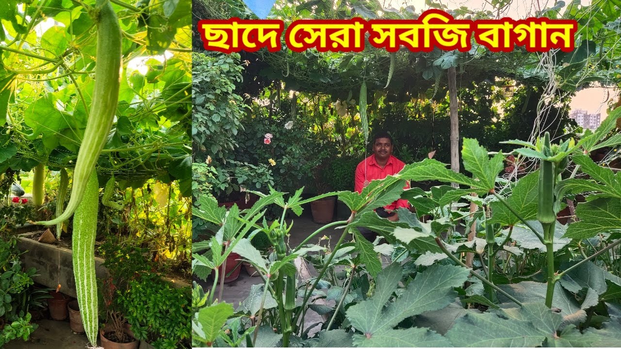 ছাদের উপর বিশাল সবজি বাগান, কিভাবে এত সবজি ফলছে জেনে নিন চন্দনদার থেকে//Big vegetable Garden//