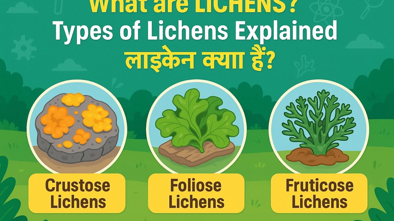 What are Lichens? | Types, Structure & Importance