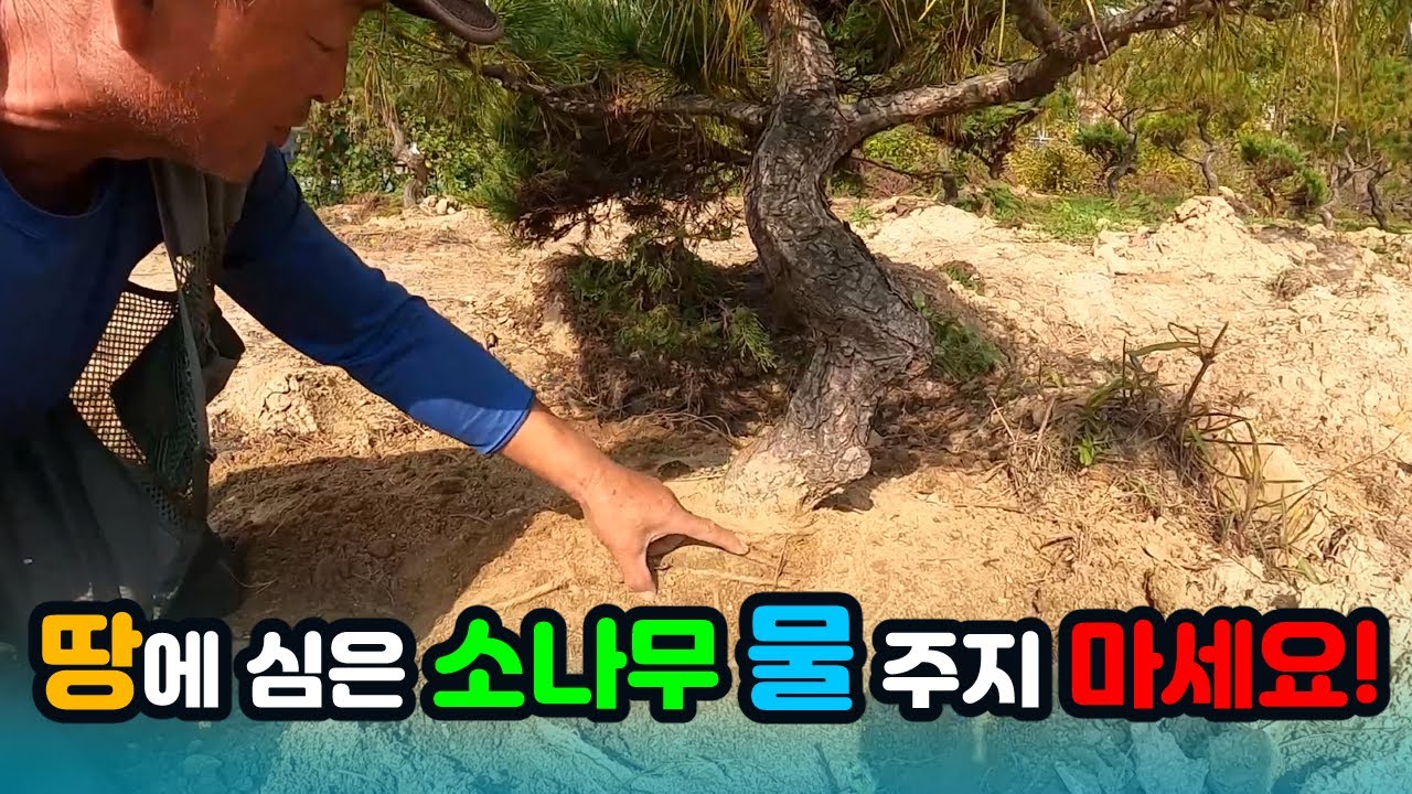 적송 소나무 심고 나서  알아야 할 점