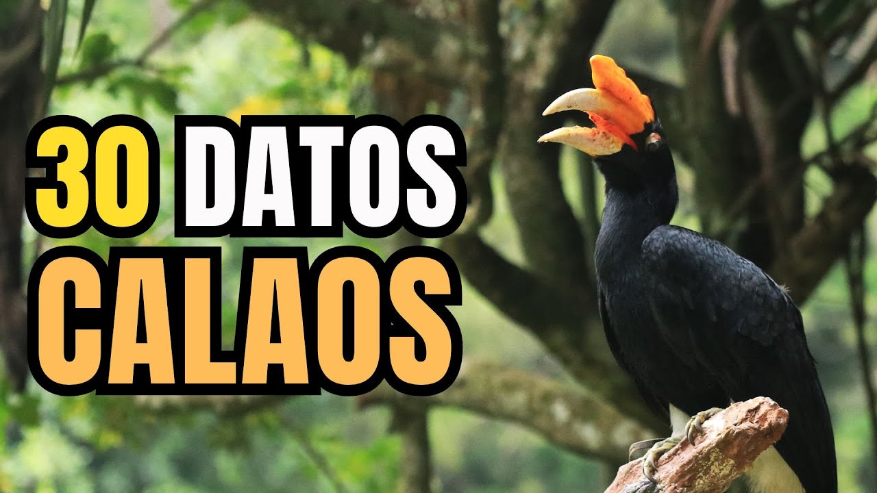 Calaos: Secretos de las Aves con el Pico M&aacute;s Extra&ntilde;o- 30 DATOS SORPRENDENTES