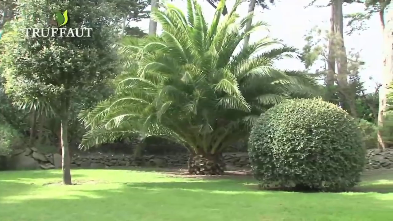Visite du jardin tropical Georges Delaselle - Île de Batz 1 - Truffaut